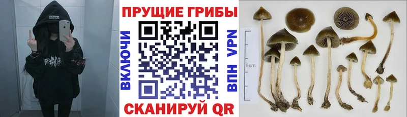 Псилоцибиновые грибы GOLDEN TEACHER Новосиль
