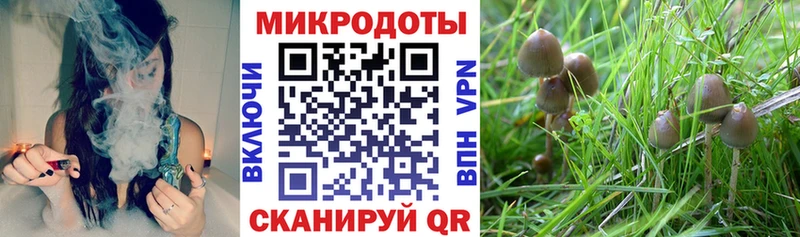 сколько стоит  Новосиль  Галлюциногенные грибы Psilocybe 